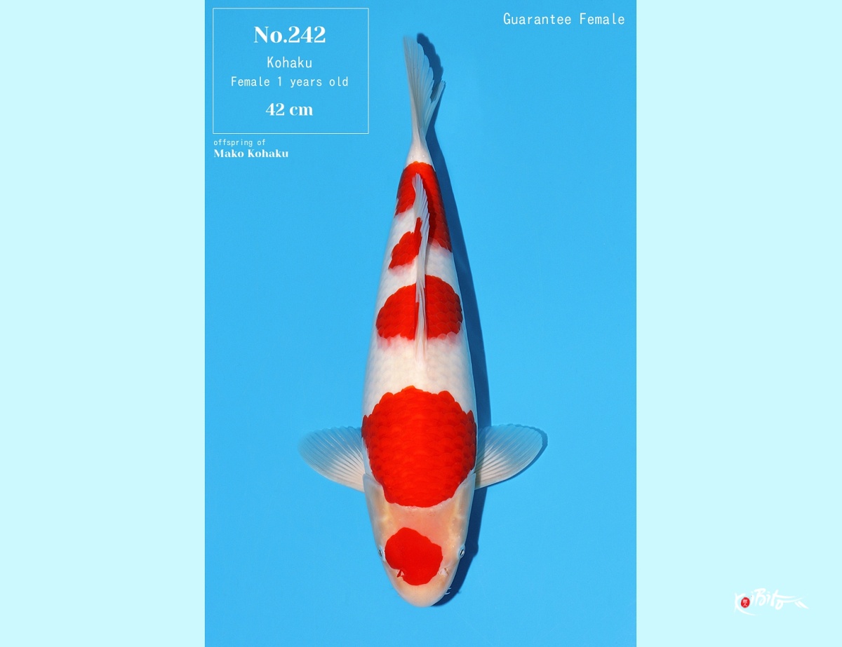 1Y Kohaku Female ( Bloodline: Mako Kohaku ) Azukari (Momotaro)