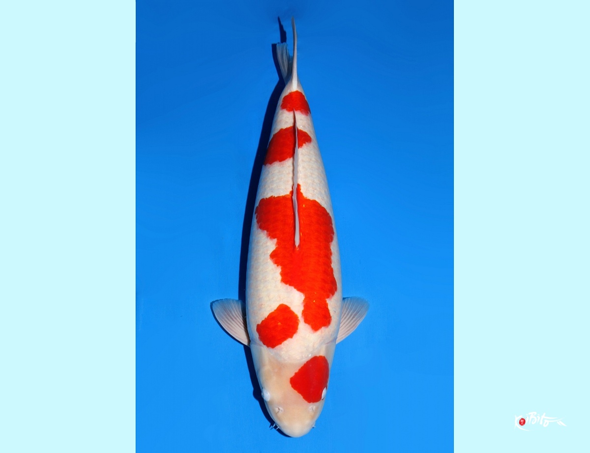 3Y Tategoi Kohaku - Female (Dainichi)