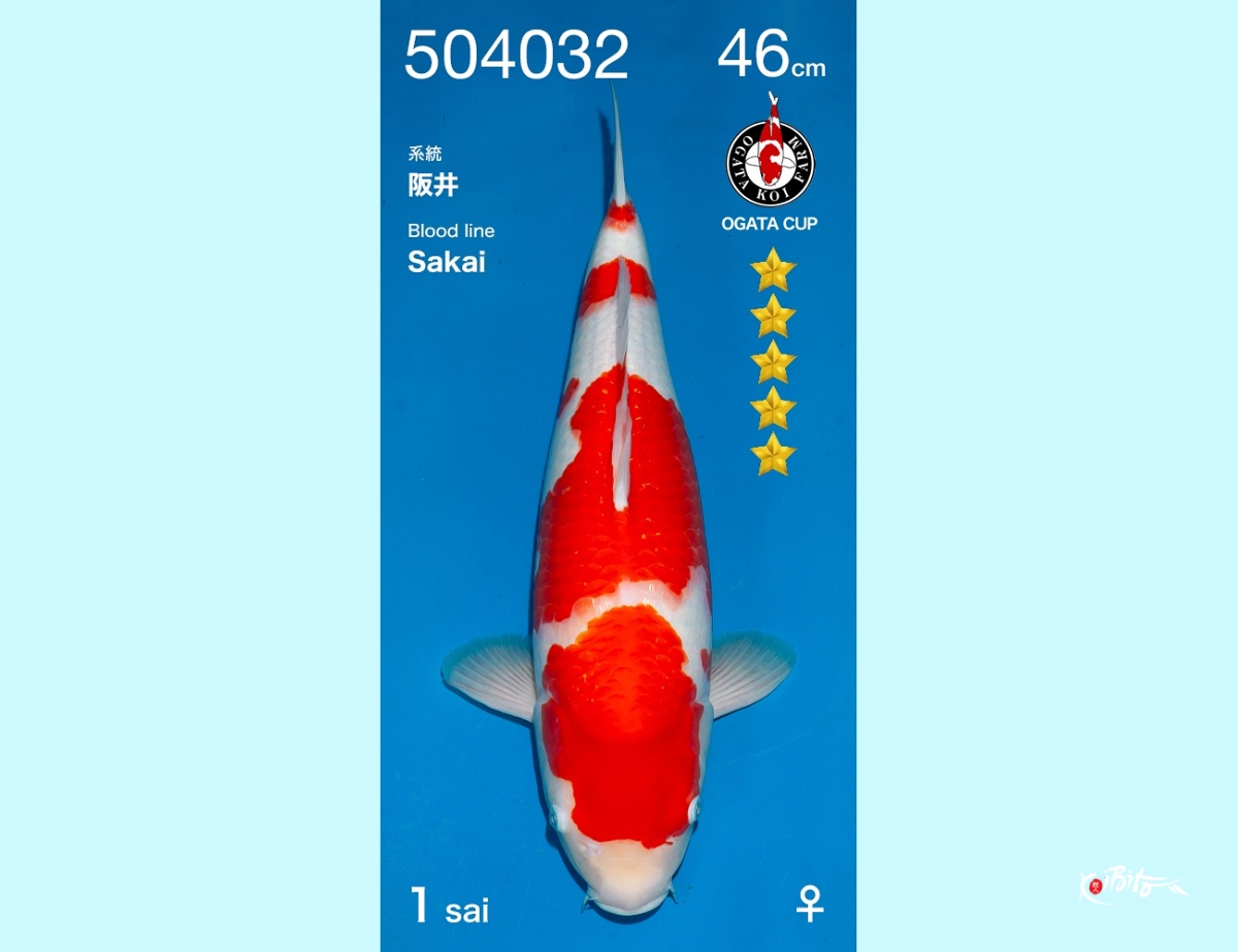 1Y Kohaku (SFF) Female (Ogata)