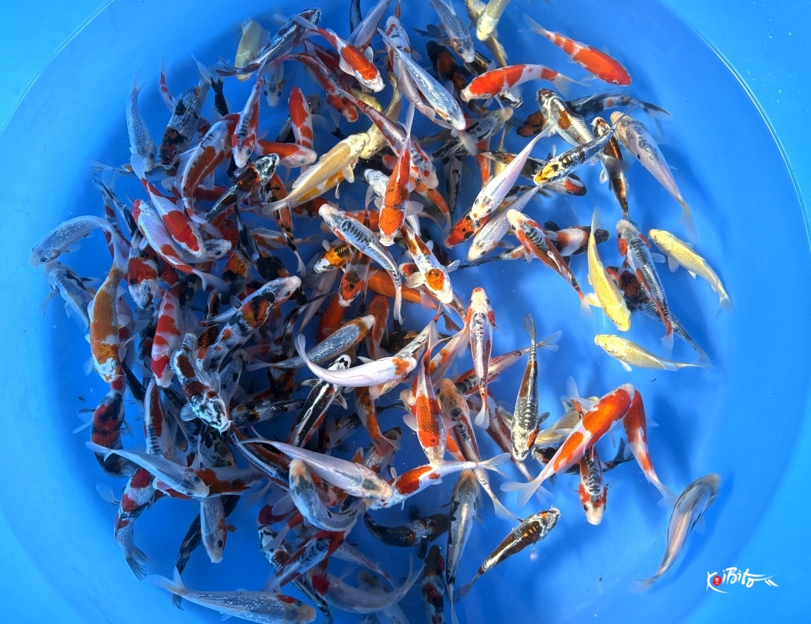 Tosai Mix : 14-17 cm (Sample) (Suda)