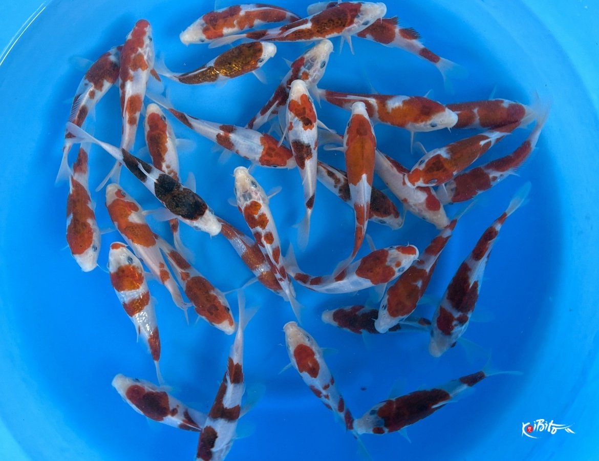 Tosai HQ Koromo Mix : 15-18 cm (Sample) (Sakazume)