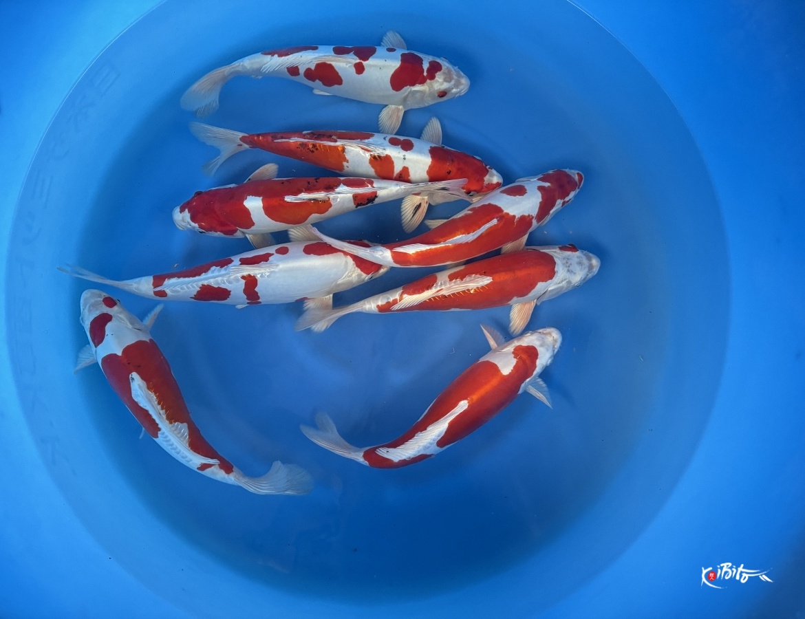 WYSIWYG 2Y Hikarimoyo mix x 8pcs (Sakazume)