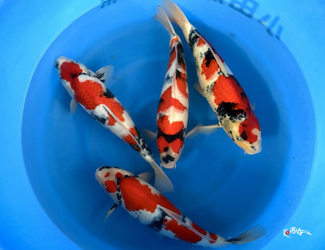 WYSIWYG 2Y Male Showa x 4pcs (Odakan)