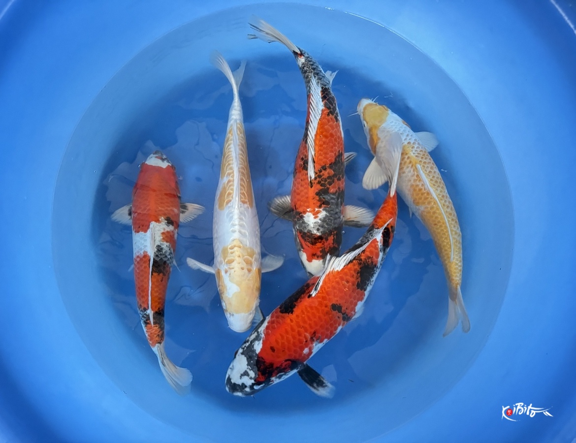 WYSIWYG 2Y kin showa, hariwake and doitsu hariwake x 5pcs (Tanaka Satoshi)