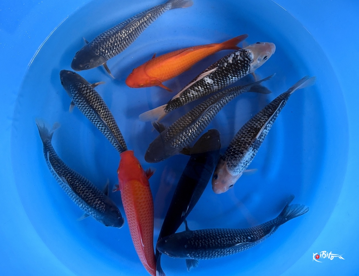 WYSIWYG Small 2sai Selected Mix x 10pcs (Abe (Marushu))