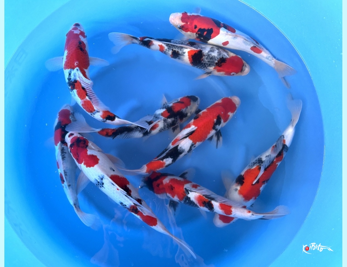WYSIWYG 2Y Showa Mix x 9pcs (Kase)