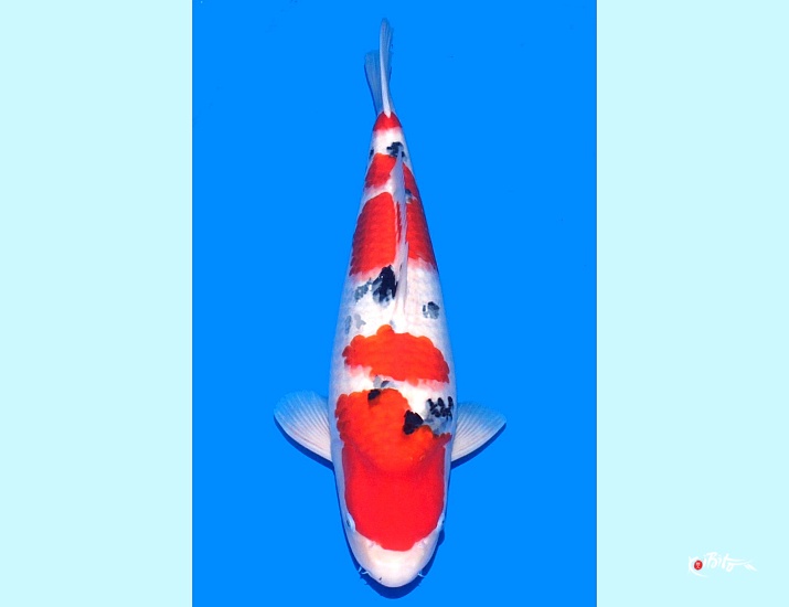 2Y Super Tategoi Female Sanke Azukari 2024 (Tamaura)