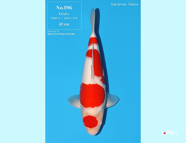 1Y Tategoi Kohaku Female Azukari ()