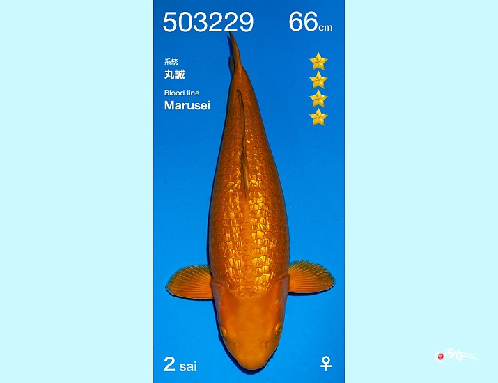 2Y GR Chagoi Female ()