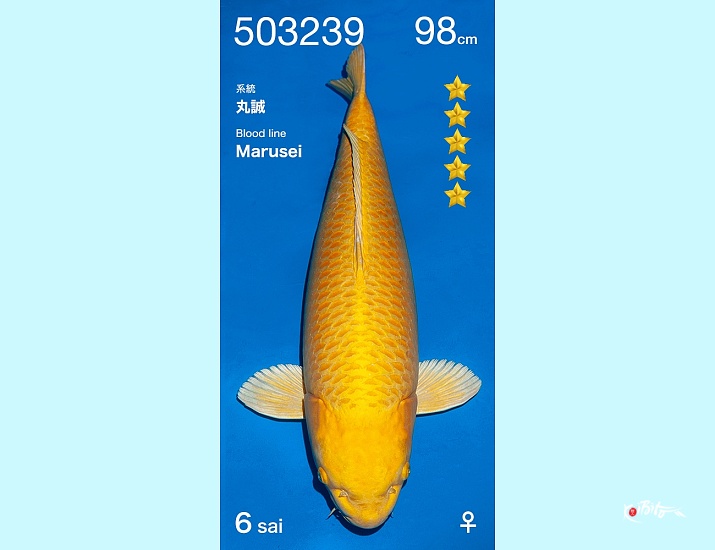 6Y Yamabuki Female 98 cm ()