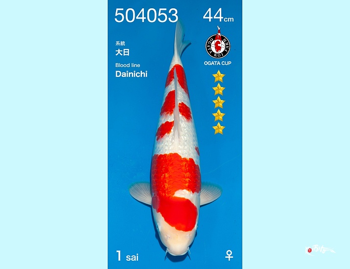 1Y GR Kohaku (Dainichi) Female ()