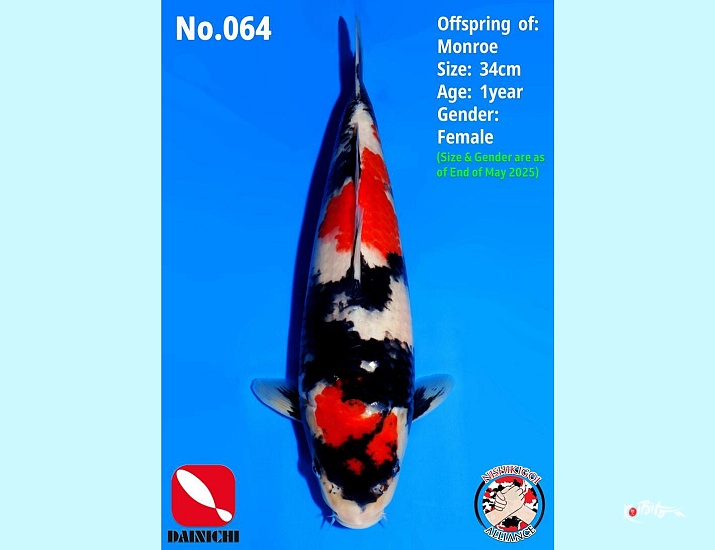 1Y Female Showa Monroe  ()