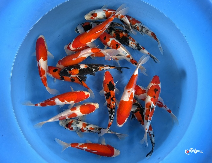 2sai Gosanke Mix (Breeder's Choice) ()