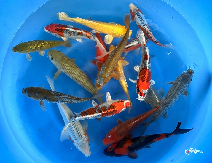 2sai Non Gosanke Mix (Breeder's Choice) ()