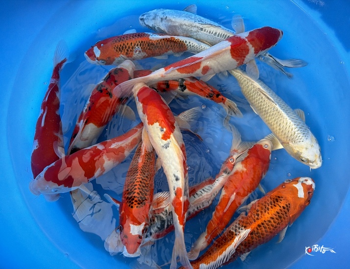 2Sai Kohaku, Kujaku, few Shusui, Kawari, Sanke, Showa  ()