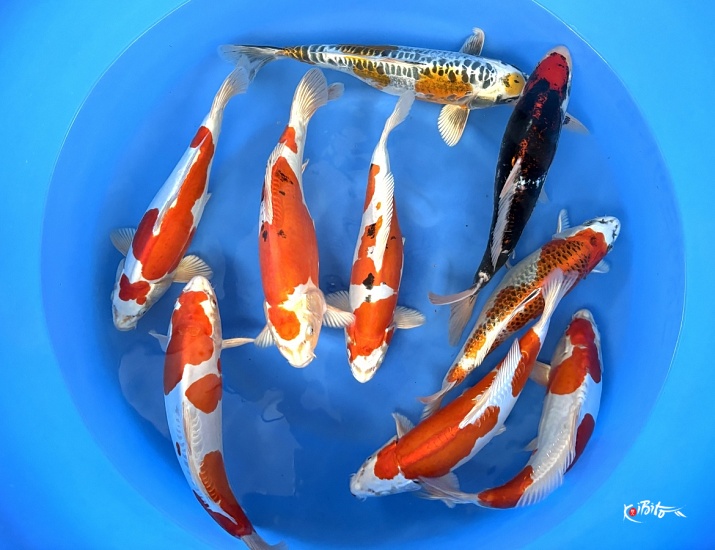 WYSIWYG 2sai Mix Selected x 9pcs  ()