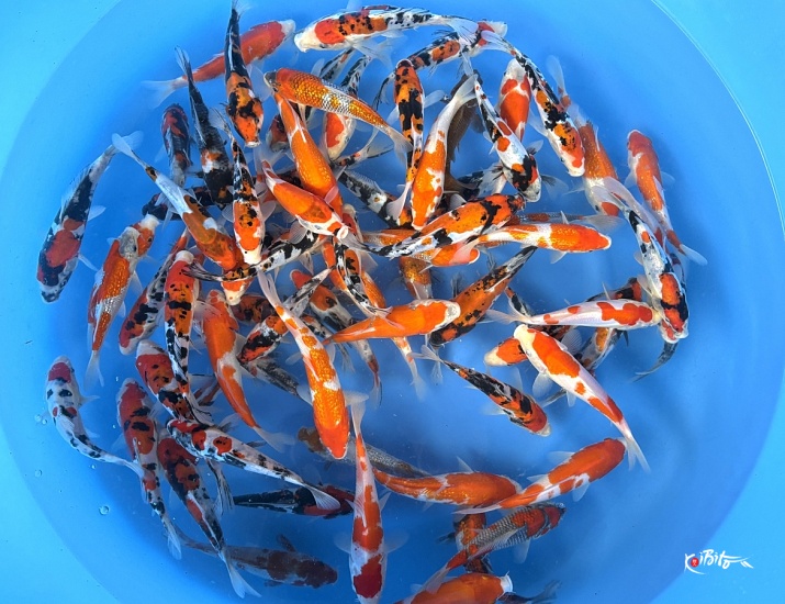 Tosai Mix 15-18 cm (Delivery Up From January)  ()