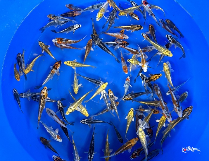 Tosai Mix : 10-15 cm (Sample) ()