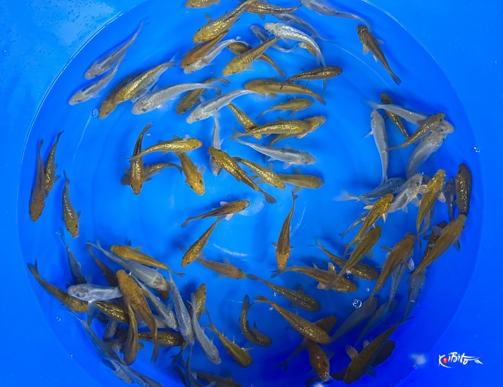 Tosai Chagoi Soragoi Mix : 10-17 cm (Sample) ()