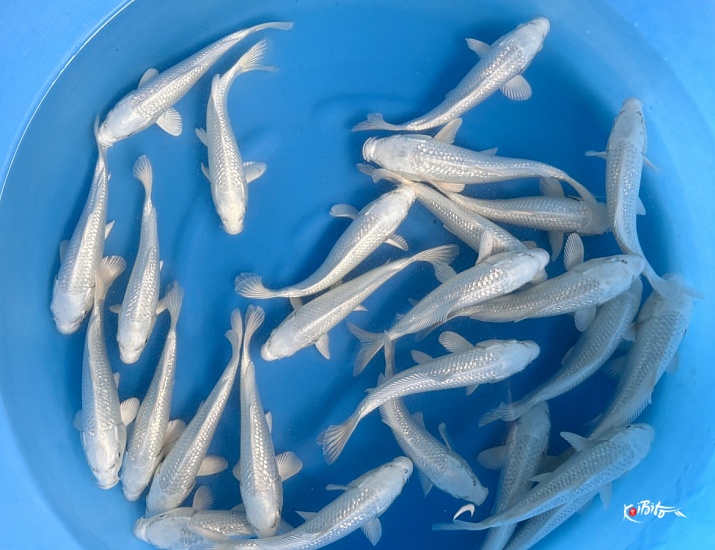 Tosai GR Platinum : 20-22 cm (Sample) ()