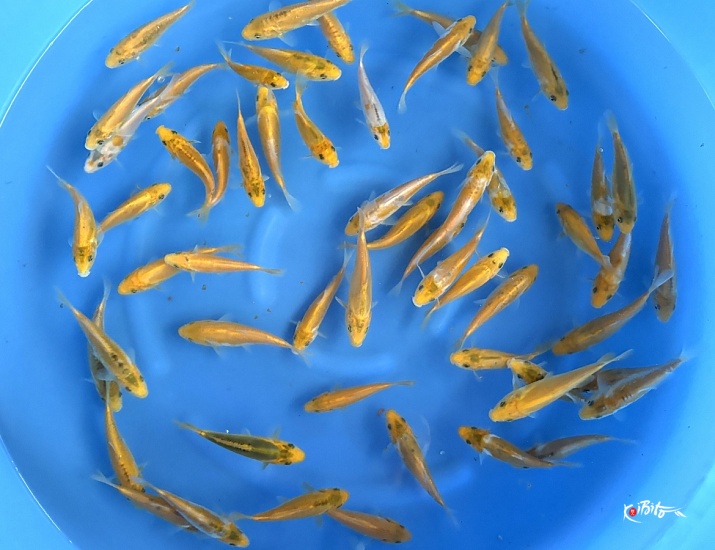 Tosai Mix 12-17 cm (Sample) (Up from January)  ()