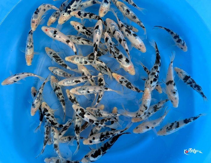 Tosai Bekko : 12-20 cm (Sample) ()