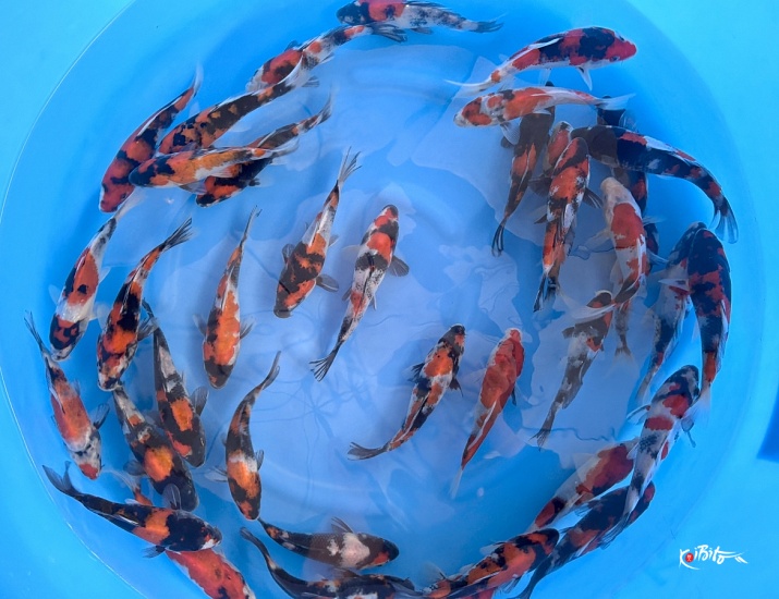 Tosai Showa : 16-20 cm (Sample) ()