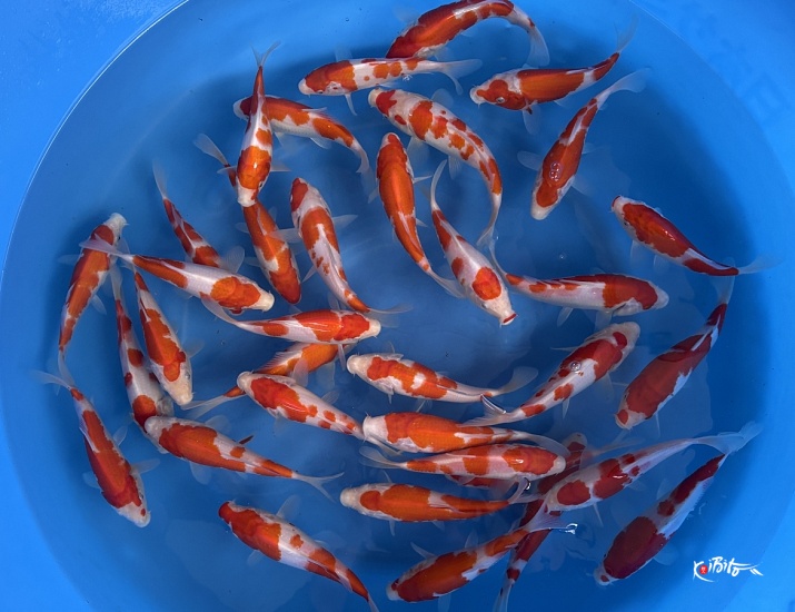 Tosai Kohaku : 16-20 cm (Sample) ()