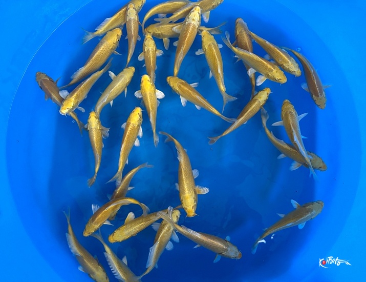 Tosai Yamabuki : 16-20 cm (Sample) ()