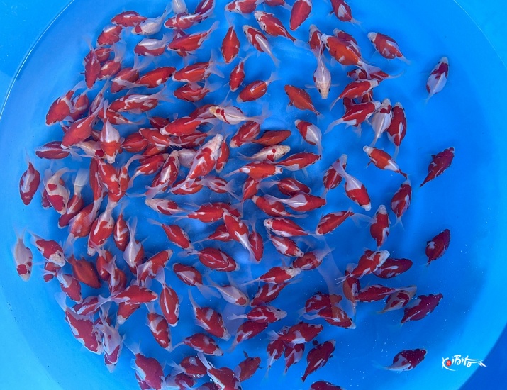 Tosai Tamasaba 8-10 cm (Sample) ()