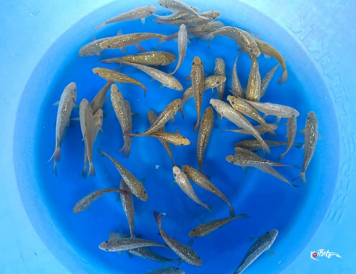 Tosai Chagoi, GR Chagoi 12-16 cm (Sample) ()