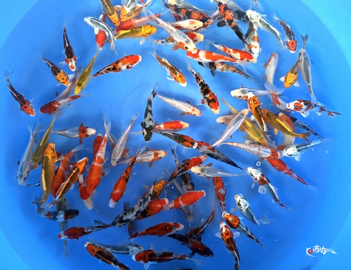 Tosai Mix : 13-16 cm (Sample) ()