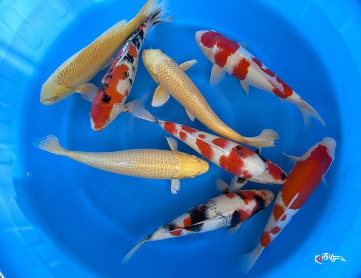 2sai Mix x 6pcs : 40-46 cm (Breede's pick) ()