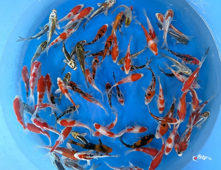 Tosai Mix : 12-15 cm (Sample) ()