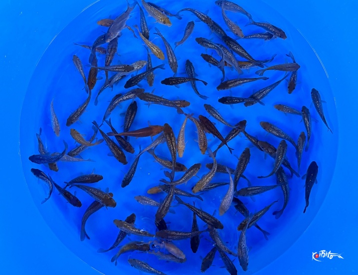 - Special Offer - Tosai Yellow Monkey Offspring Mix : 11-15  (Dainichi)