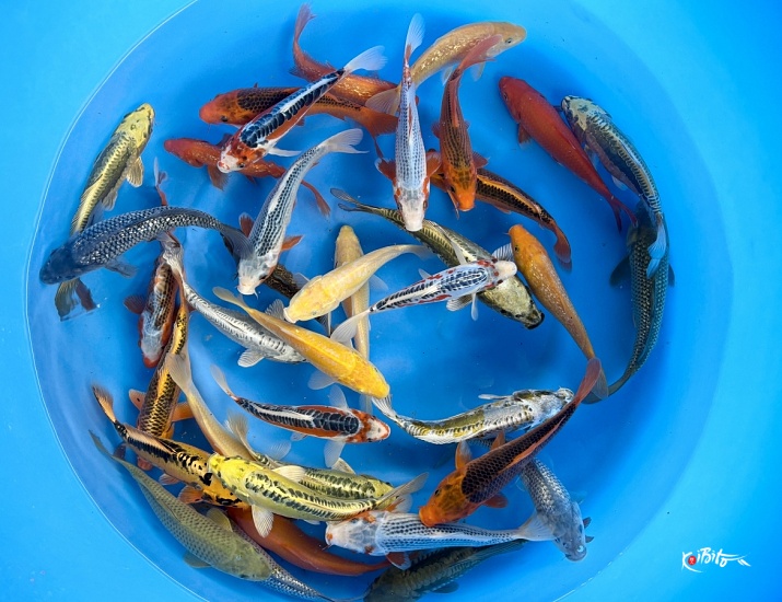 Small 2sai Non Gosanke Mix : 20-25 cm (Sample) ()