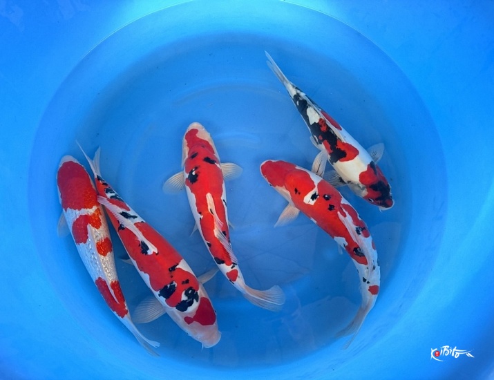 WYSIWYG 2Y Mix Selected x 5pcs  (Conias (Hiroi/Yozen))