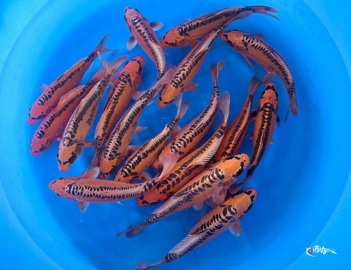 Small 2sai Mizuho : 25-30 cm (Sample) ()