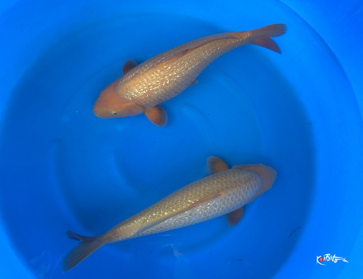 2Y GR Yellow Monkey + Certificate (Dainichi)