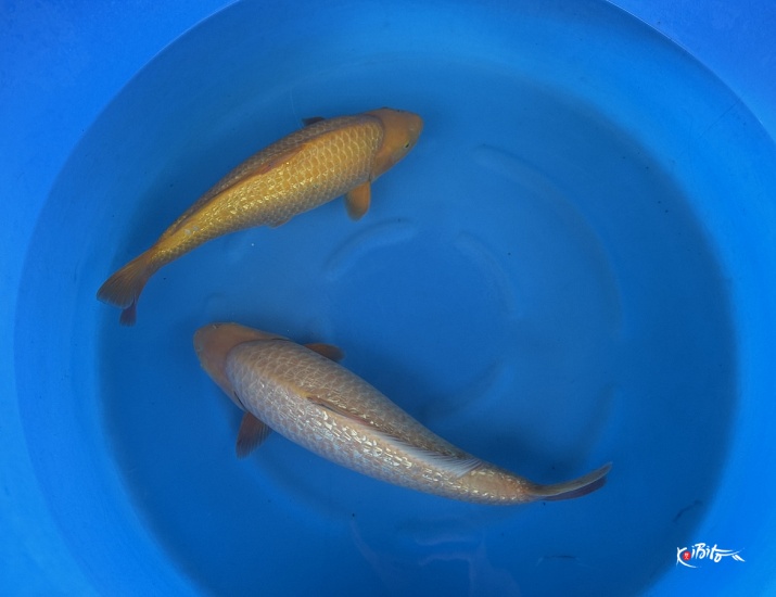2Y GR Yellow Monkey + Certificate (Dainichi)
