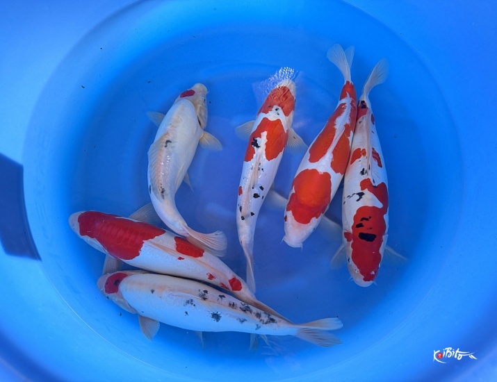 2Y Doitsu Sanke, Kohaku WYSIWYG (Maruhide)