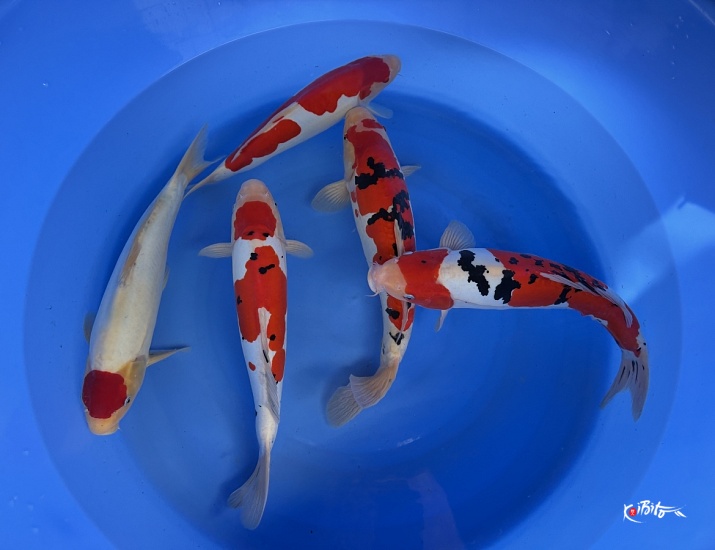 2Y Doitsu Sanke, Doitsu Kohaku, Doitsu T Kohaku WYSIWYG (Conias (Hiroi/Yozen))