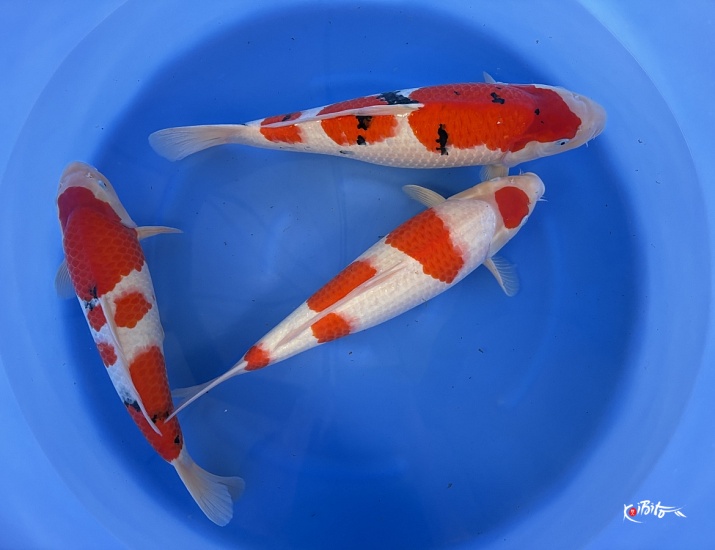 WYSIWYG 2Y Female kohaku + sanke (blanc certificates) x 3pcs (Marudo)