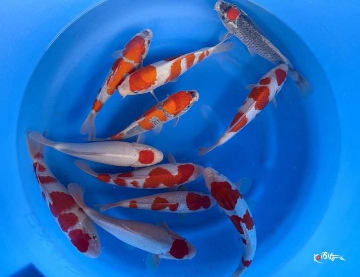 WYSIWYG Small 2sai Selected Mix x 11pcs (Abe (Marushu))