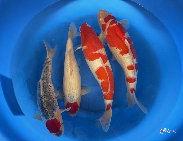 2Y Kohaku / Tancho Goshiki (Conias (Hiroi/Yozen))