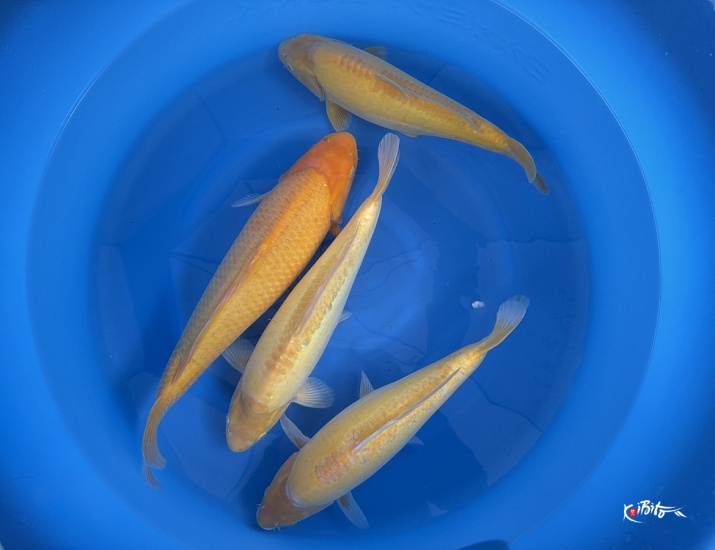 WYSIWYG 2Y Doitsu karshigoi female (no guarantee) 3pcs + kar (Yagenji)